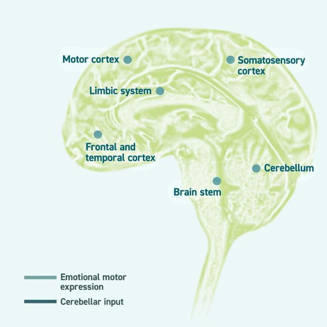 Brain showing normal function of emotional expression